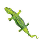 Don Chinto Reposado Tequila Iguana - Image 2